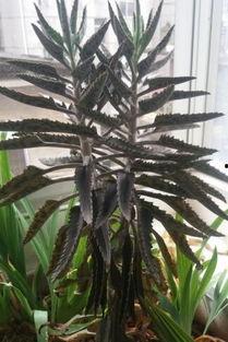 不死鸟图片,探寻永恒生命的奇迹之旅